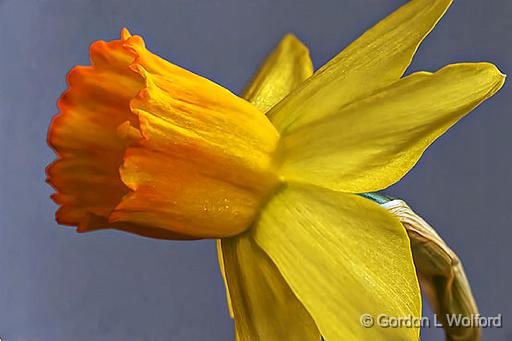 Miniature Daffodil Closeup_P1030327-8.jpg - Photographed at Smiths Falls, Ontario, Canada.